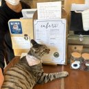 고양이샵 | [제주 구좌읍 카페] “카페리” 제주 구좌 고양이카페 및 소품샵 방문 솔직 후기!