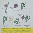 콜렌60도 네이버블로그