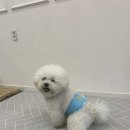 털뭉치이발소 이미지