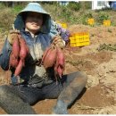 보성농원 이미지