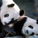 (주)팬더8 이미지