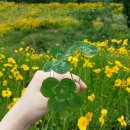 클로버 카카오 검색결과