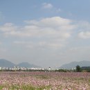 구리 코스모스 한강 축제에 다녀오다^*^ 이미지