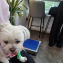 아이러브 동물병원 | 강아지 장염 췌장염 치료 후기 (북수원 아이러브 동물병원)