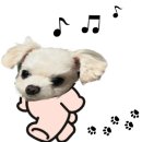 어뮤즈퍼피 이미지