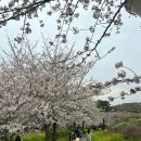 장전리마을회관 | 2024 제주도 벚꽃스팟 개화상태🌸 :: 애월 장전리 벚꽃거리, 대왕수천예래생태공원