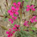 패랭이공원 이미지