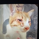 알프스동물병원 이미지