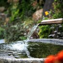 가행나무 이미지