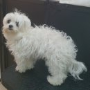 멍멍닷컴 이미지