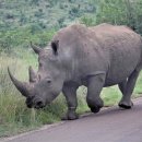코뿔소 이미지