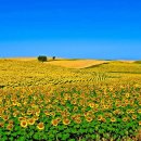 자연의소리 이미지