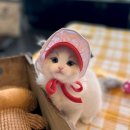 우아펫 대전점 | 김포고양이분양 이쁜 아가 만난 후기 요미펫 갔어요