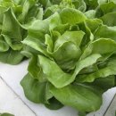 호야농장 이미지