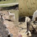 염소마당 이미지