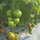 유수농장 이미지