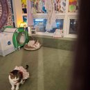 지그재그포인트PC 이미지