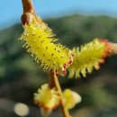 버들강아지 이미지