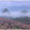 ★마이산 벚꽃축제(4시간산행)와 동양의 불가사의 탑사관광4월15일(일)07시 당산기점 이미지