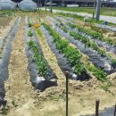 2행운농장 이미지