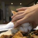 한우 곱창이 너무 먹고싶었던 고양이.gif 이미지