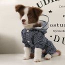 프라임 애견 이미지