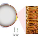 란돌트 아이케어 이미지