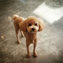 페츠하임 | 일산 애견 호텔 추천 "페츠하임"