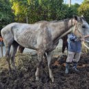 은산목장 이미지