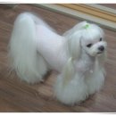 랑이 이미지