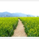낙동강 유채단지 이미지