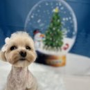 다올 그루밍 이미지