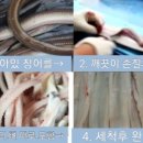 통영바다장어 Daum카페
