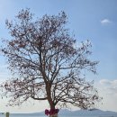 중산로 | 칭다오 자유여행 제1해수욕장, 잔교, 중산로 미카엘성당, 춘화루 후기