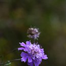 심심산골 이미지