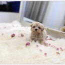 강아지분양 애견입양 아이러브독 수원점 말티푸미니비숑포메 이미지