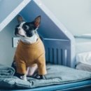 도그앤조이(Dog&Joy) | &lt;애견독채펜션/도그엔조이&gt; 양평여행 후기