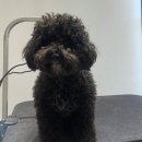 명문애견 이미지