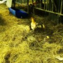 선비골농장 이미지