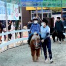 영천시운주산승마조련센터 뉴스웍스