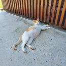 쉐즈롤
