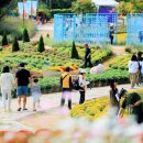 웰빙댄스 | 인제 가을꽃축제 용대관광지 주차장 입장료 버스킹 공연 트리 클라이밍 체험 랜덤 플레이 댄스 대회