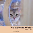 익산 고양이카페 아이캣유 이미지