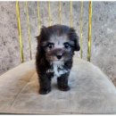 도그마루 고양이 강아지 무료분양 이미지