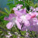 5월 5일의 꽃은 '철쭉(철쭉은 Royal azalea, 산철쭉은 Korean azalea)' 이미지