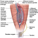 응용 근신경학의 과학적 원리 Scientific principles of applied kinesiology - 신경생리학, 신경계, 근방추 이미지