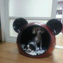 대전장대초등학교 이미지