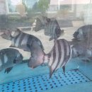 동성수산횟집 이미지