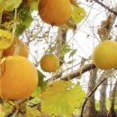 하늘타리 이미지