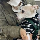 신통방통 동물병원 이미지